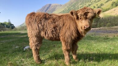 Highland Cow