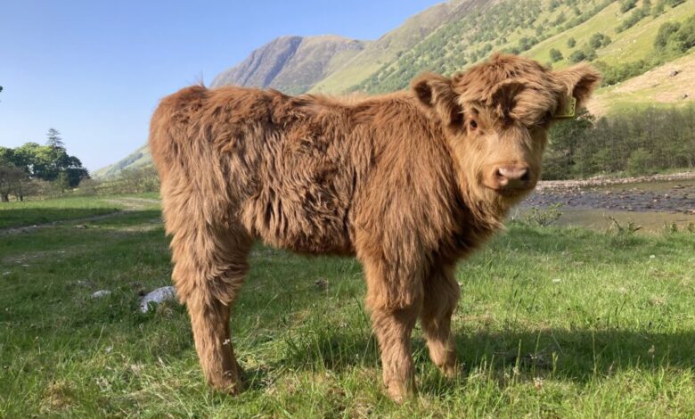 Highland Cow